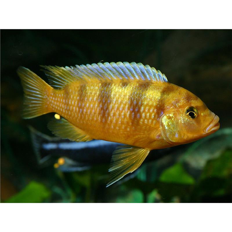 Pseudotropheus lombardoi - imagine 5